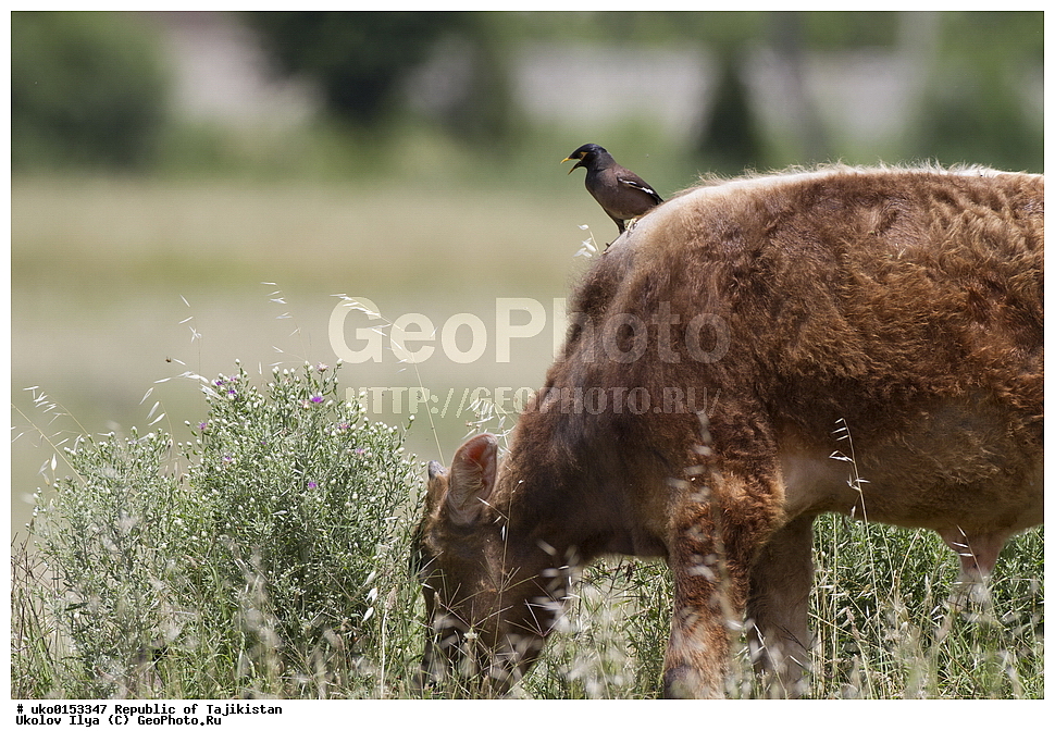 �������, �����������, ���������� �����������, ������� ����, ����������� ����, �����, ��������, ��������, �����, �����, ��������, �����������, XYZ, ����������, Sturnidae, ������������ �����, ���������� �������, Acridotheres tristis