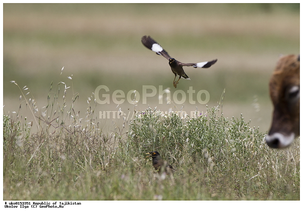 �������, �����������, ���������� �����������, ������� ����, ����������� ����, �����, ��������, ��������, �����, �����, ��������, �����������, XYZ, ����������, Sturnidae, ������������ �����, ���������� �������, Acridotheres tristis