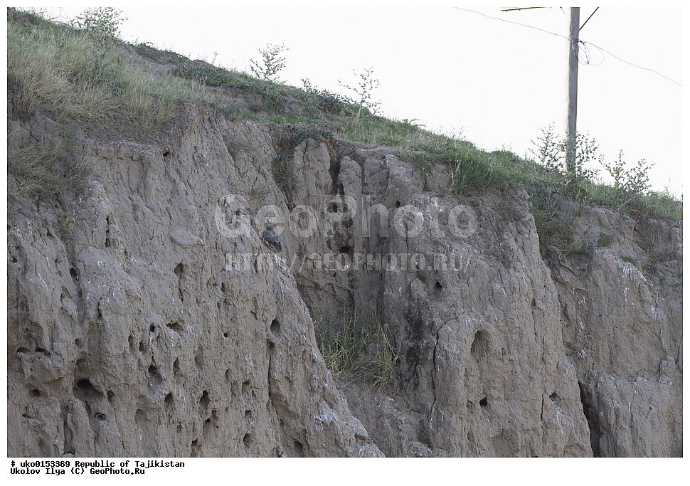 �� ������ �� �����, �����������, ���������� �����������, ������� ����, ����������� ����, �����, ��������, ��������, �����, �����, ��������, �����������, ������ �����, ������ �����, XYZ, ���������, Falconidae, �����, ����������� ������, ��������� �����, Falco pelegrinoides