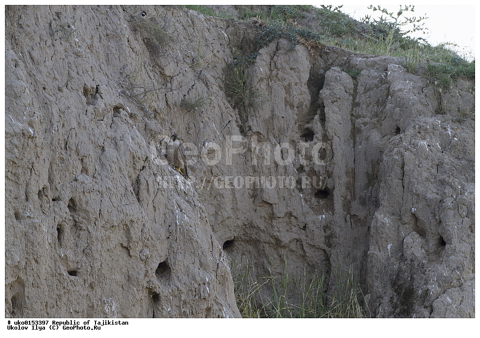 �� ������ �� �����, �����������, ���������� �����������, ������� ����, ����������� ����, �����, ��������, ��������, �����, �����, ��������, �����������, ������ �����, ������ �����, XYZ, ���������, Falconidae, �����, ����������� ������, ��������� �����, Falco pelegrinoides