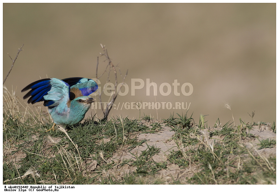 �� ������ �� �����, �����������, ���������� �����������, ������� ����, ����������� ����, �����, ��������, ��������, �����, �����, ��������, �����������, XYZ, ��������������, Coraciidae, �����������, ������������ �����������, �����������, �����, Coracias garrulus