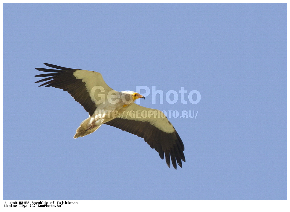 �� ������ �� �����, �����������, ���������� �����������, ������� ����, ����������� ����, �����, ��������, ��������, �����, �����, ��������, �����������, ������ �����, ������ �����, XYZ, ����������, Accipitridae, ������������ ����������, Neophron percnopterus