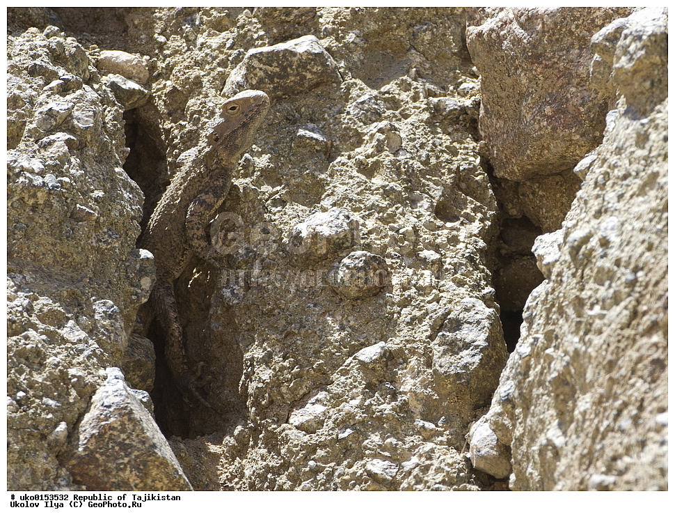 �����������, ���������� �����������, ������� ����, ����������� ����, �����, ��������, ��������, ��������������, ��������������, ��������, ��������, XYZ, ��������, Agamidae