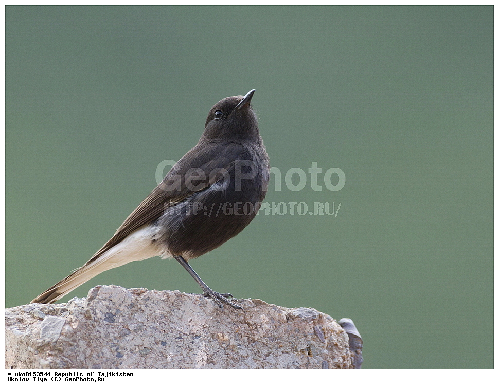 �� ������ �� �����, �����������, ���������� �����������, ������� ����, ����������� ����, �����, ��������, ��������, �����, �����, ��������, �����������, XYZ, ������������, Muscicapidae, ׸���� �������, ������ �������, Oenanthe picata