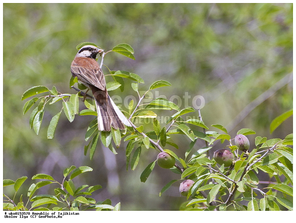 ������ �������, �����������, ���������� �����������, ������� ����, ����������� ����, �����, ��������, ��������, �����, �����, ��������, �����������, XYZ, ����������, Emberizidae, ������� �������, Emberiza stewarti