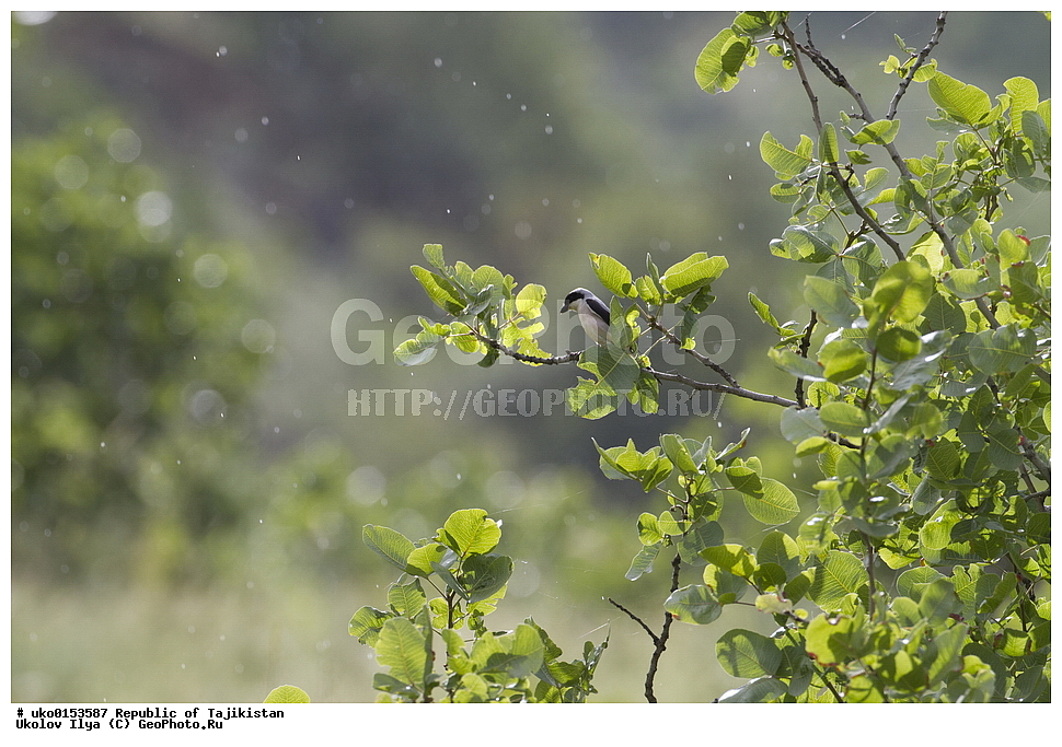 �� ������ �� �����, �����������, ���������� �����������, ������� ����, ����������� ����, �����, ��������, ��������, �����, �����, ��������, �����������, XYZ, �������������, Laniidae, ���������� ���������, ������� ���������, Lanius minor