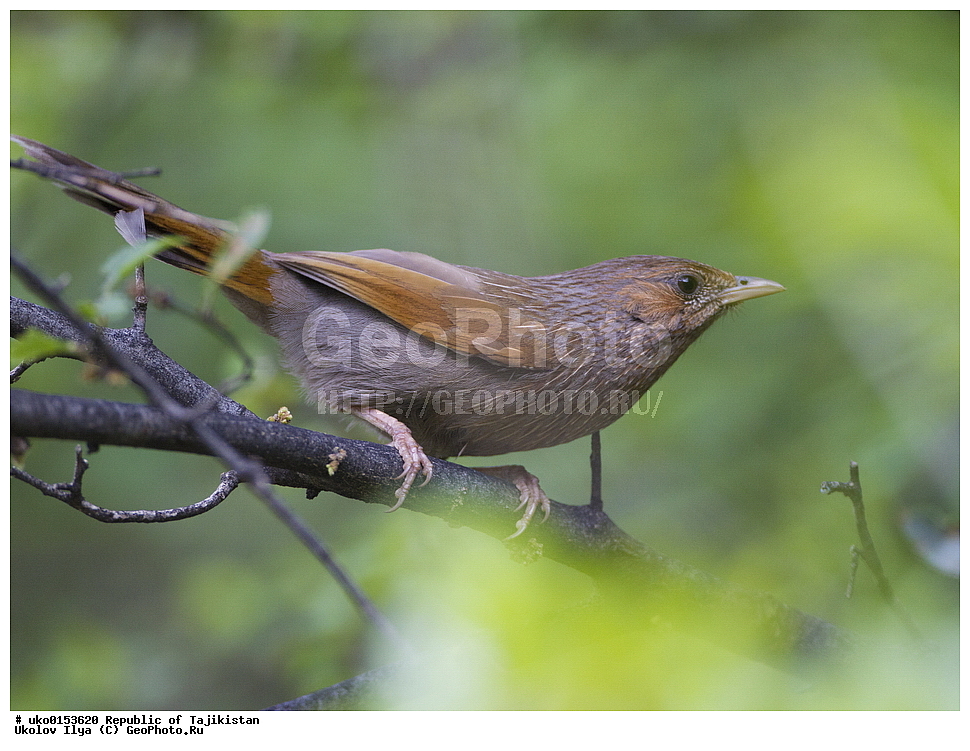 ���������, ��������, �����-����, �����������, ���������� �����������, ������� ����, ����������� ����, �����, ��������, ��������, �����, �����, ��������, �����������, XYZ, ����������, ����������, Timaliidae, ��������� ����������, ��������� �������, Garrulax lineatus, Trochalopteron lineatum