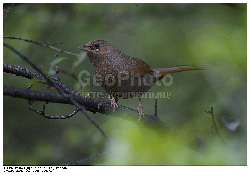 ���������, ��������, �����-����, �����������, ���������� �����������, ������� ����, ����������� ����, �����, ��������, ��������, �����, �����, ��������, �����������, XYZ, ����������, ����������, Timaliidae, ��������� ����������, ��������� �������, Garrulax lineatus, Trochalopteron lineatum