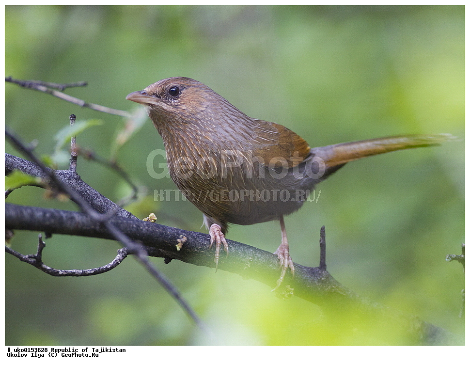 ���������, ��������, �����-����, �����������, ���������� �����������, ������� ����, ����������� ����, �����, ��������, ��������, �����, �����, ��������, �����������, XYZ, ����������, ����������, Timaliidae, ��������� ����������, ��������� �������, Garrulax lineatus, Trochalopteron lineatum