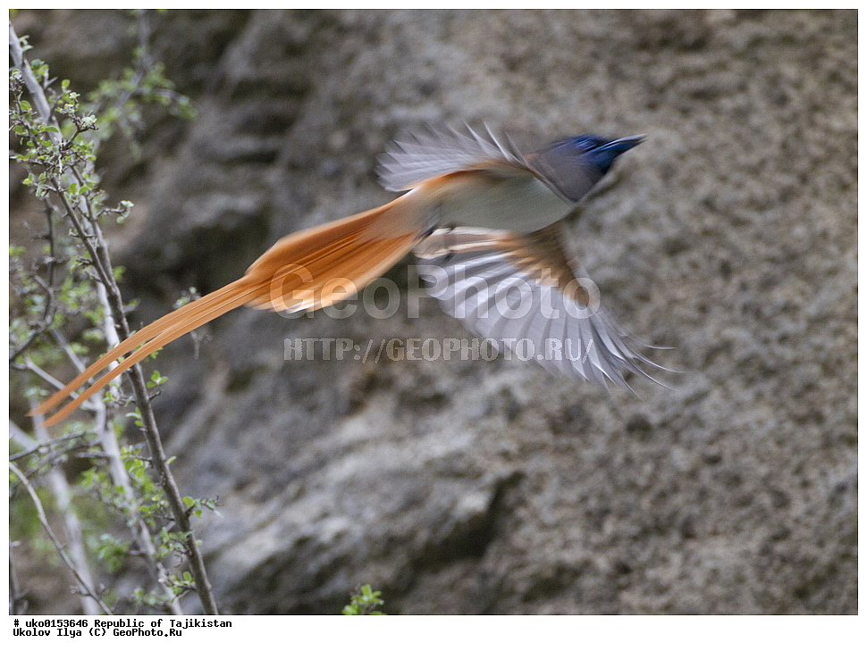 ������ �������, �����������, ���������� �����������, ������� ����, ����������� ����, �����, ��������, ��������, �����, �����, ��������, �����������, XYZ, �������, ����������, ��������������� ���������� ���������, Monarchidae, ������������, Muscicapidae, ������� ���������, ��������� ������� ���������, Terpsiphone paradisi