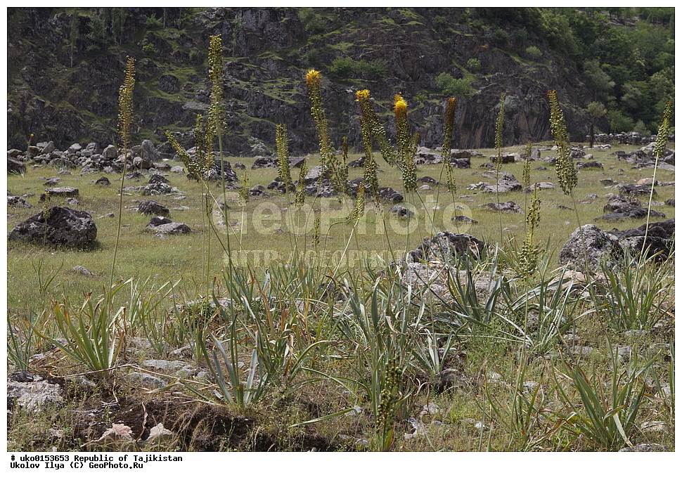 �����������, ���������� �����������, ������� ����, ����������� ����, �����, ������ ��������, �����, ���������� ��������, ������������ ��������, ������������ ��������, XYZ, ������������, �������������, Asphodelaceae, Xanthorrhoeaceae, �������� �����������, �������� �����, Eremurus stenophyllus, Eremurus bungei