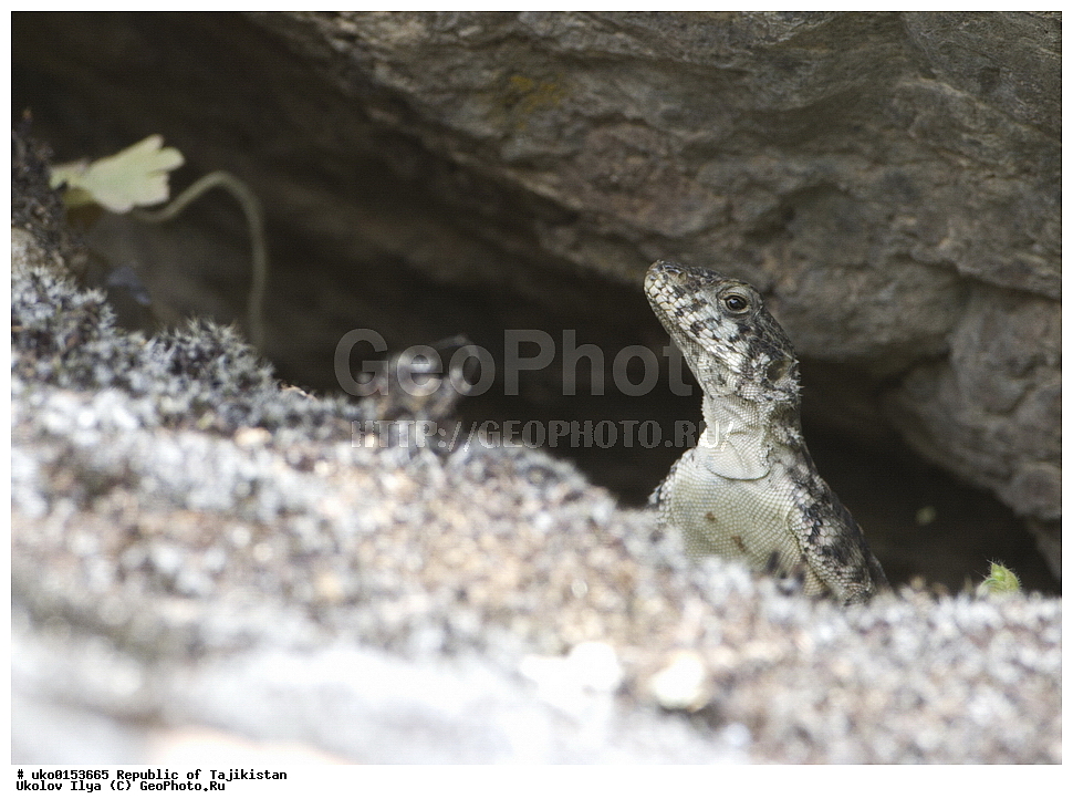 �����������, ���������� �����������, ������� ����, ����������� ����, �����, ��������, ��������, ��������������, ��������������, ��������, ��������, XYZ, ��������, Agamidae