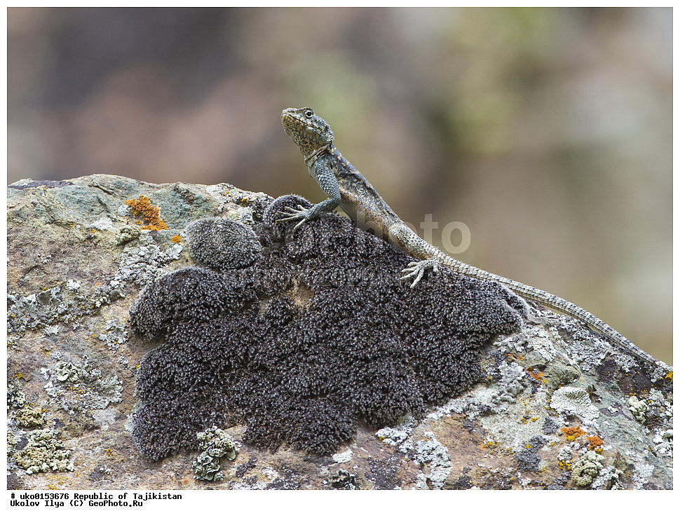 �����������, ���������� �����������, ������� ����, ����������� ����, �����, ��������, ��������, ��������������, ��������������, ��������, ��������, XYZ, ��������, Agamidae