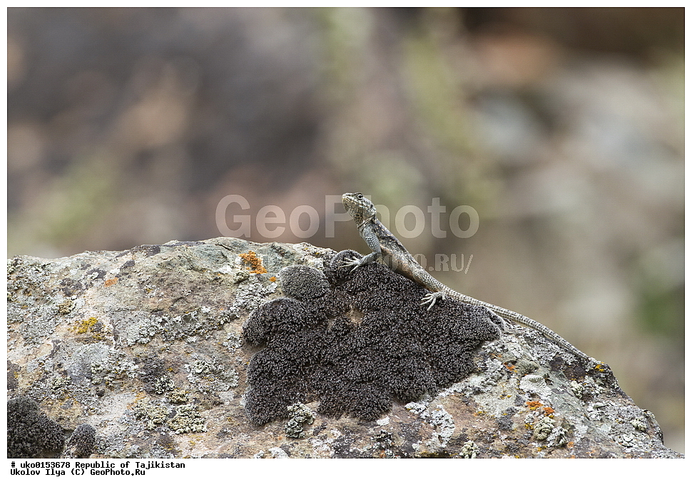 �����������, ���������� �����������, ������� ����, ����������� ����, �����, ��������, ��������, ��������������, ��������������, ��������, ��������, XYZ, ��������, Agamidae