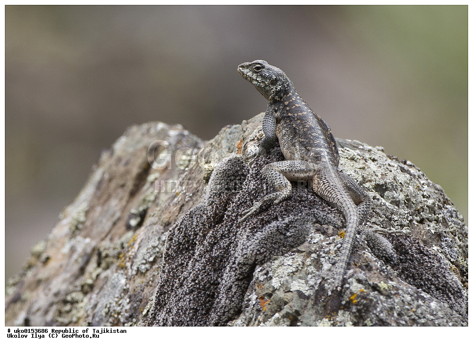 �����������, ���������� �����������, ������� ����, ����������� ����, �����, ��������, ��������, ��������������, ��������������, ��������, ��������, XYZ, ��������, Agamidae