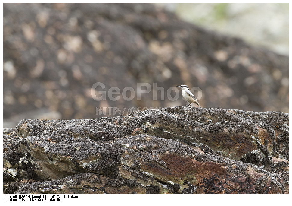 ���������, ��������, �����-����, �����������, ���������� �����������, ������� ����, ����������� ����, �����, ��������, ��������, �����, �����, ��������, �����������, XYZ, �����������, Sittidae, ������� ��������� ���������, ������� �������� ���������, Sitta tephronota