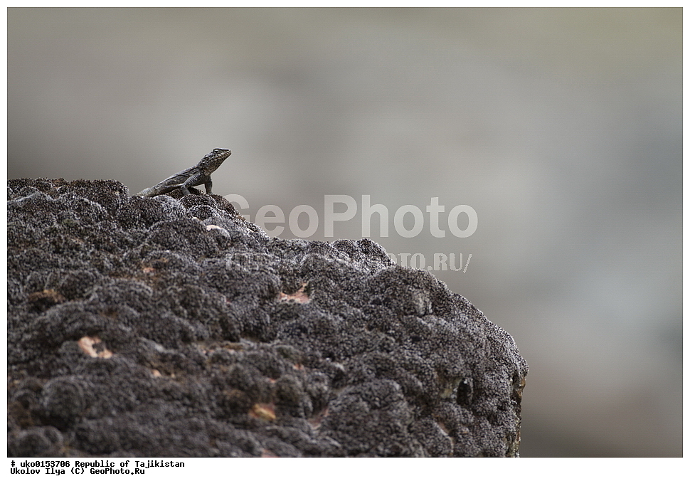 �����������, ���������� �����������, ������� ����, ����������� ����, �����, ��������, ��������, ��������������, ��������������, ��������, ��������, XYZ, ��������, Agamidae