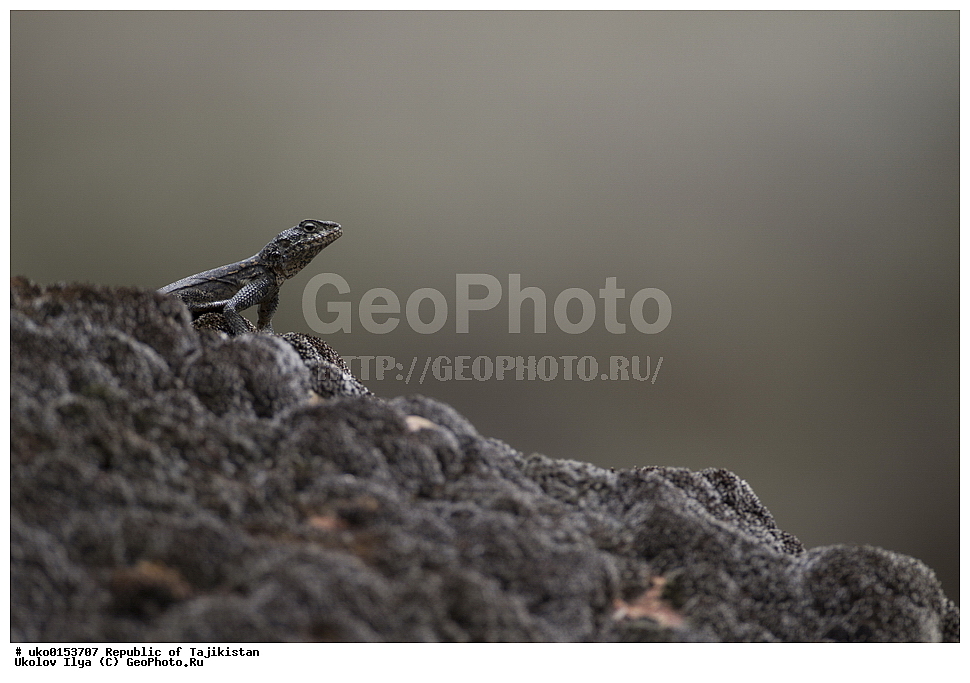 �����������, ���������� �����������, ������� ����, ����������� ����, �����, ��������, ��������, ��������������, ��������������, ��������, ��������, XYZ, ��������, Agamidae