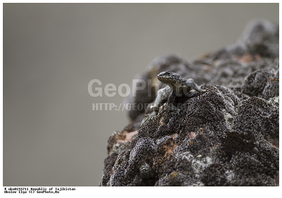 �����������, ���������� �����������, ������� ����, ����������� ����, �����, ��������, ��������, ��������������, ��������������, ��������, ��������, XYZ, ��������, Agamidae