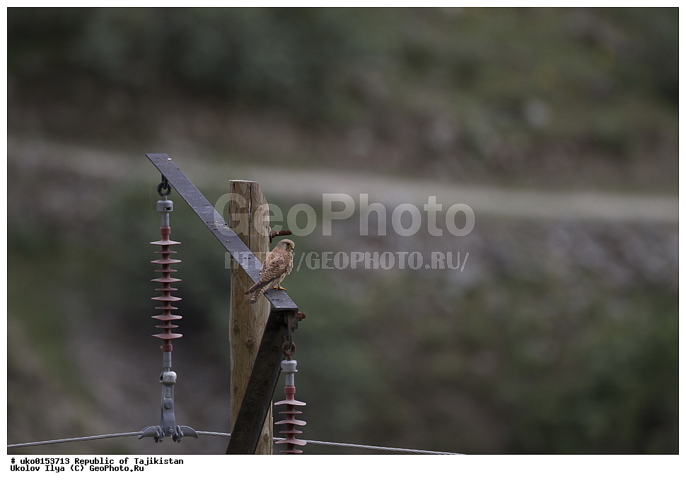 ���������, ��������, �����-����, �����������, ���������� �����������, ������� ����, ����������� ����, �����, ��������, ��������, �����, �����, ��������, �����������, ������ �����, ������ �����, XYZ, ���������, Falconidae, ������������ ���������, Falco tinnunculus