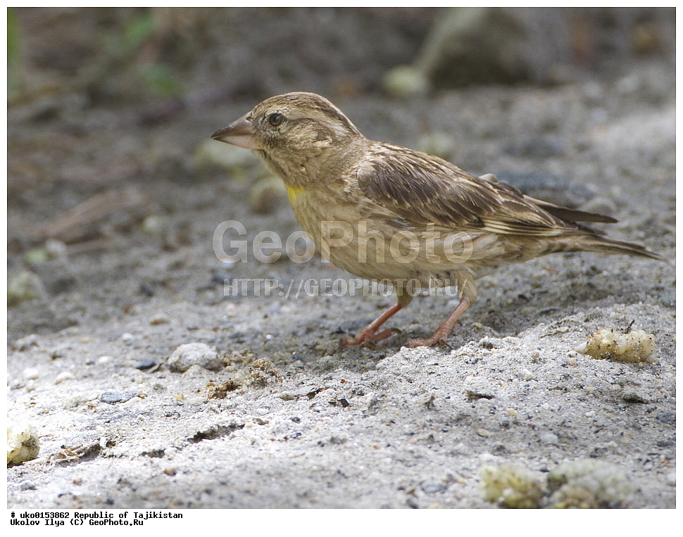 ��������� �����, �����������, ���������� �����������, ������� ����, ����������� ����, �����, ��������, ��������, �����, �����, ��������, �����������, XYZ, ����������, , �������� �������, Petronia petronia