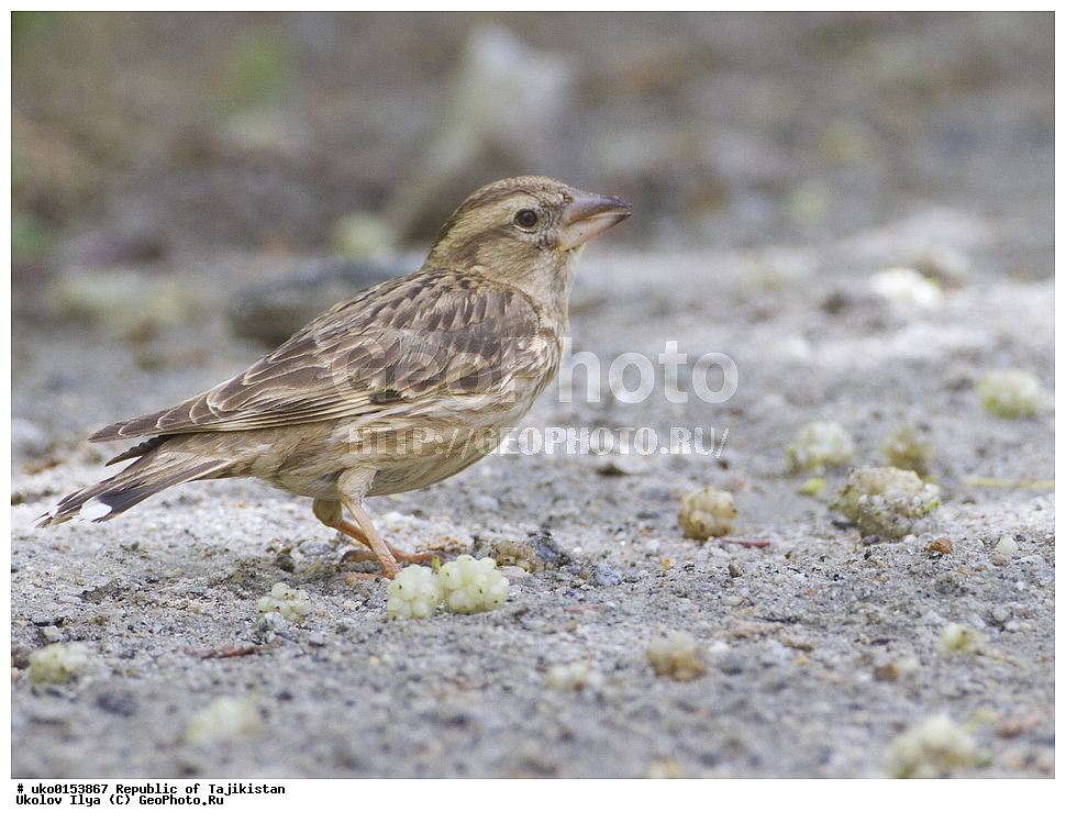 ��������� �����, �����������, ���������� �����������, ������� ����, ����������� ����, �����, ��������, ��������, �����, �����, ��������, �����������, XYZ, ����������, , �������� �������, Petronia petronia