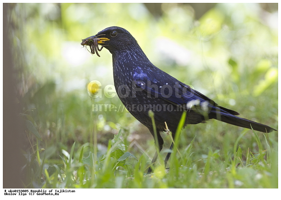 ���, �����������, ���������� �����������, ������� ����, ����������� ����, �����, ��������, ��������, �����, �����, ��������, �����������, XYZ, (���������, Turdidae, ������������, Muscicapidae, ����� �����, Myophonus caeruleus