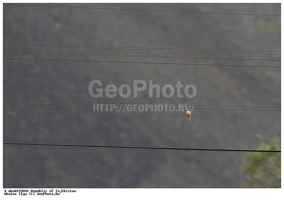 �����, �����������, ���������� �����������, ������� ����, ����������� ����, �����, ��������, ��������, �����, �����, ��������, �����������, XYZ, �������������, Laniidae, ������������� ���������, Lanius schach