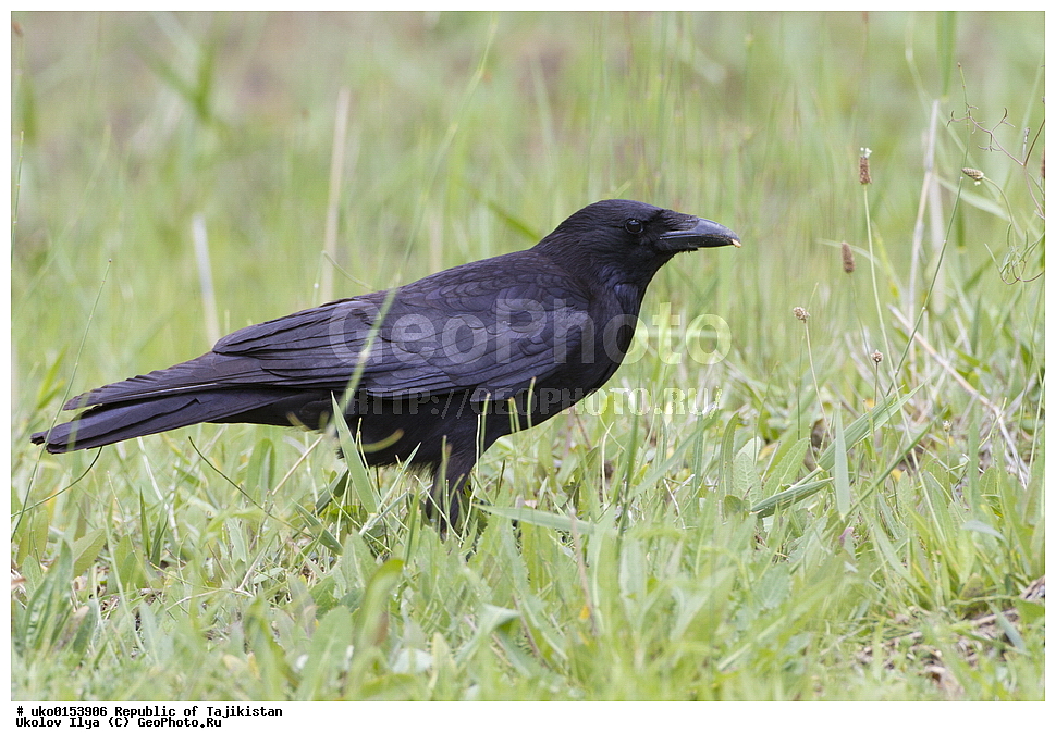 ������������, �����������, ���������� �����������, ������� ����, ����������� ����, �����, ��������, ��������, �����, �����, ��������, �����������, XYZ, ��������, ���������, Corvidae, ׸���� ������, ������ ������, Corvus corone