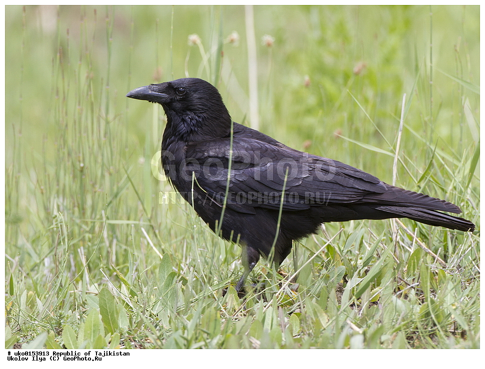 ������������, �����������, ���������� �����������, ������� ����, ����������� ����, �����, ��������, ��������, �����, �����, ��������, �����������, XYZ, ��������, ���������, Corvidae, ׸���� ������, ������ ������, Corvus corone