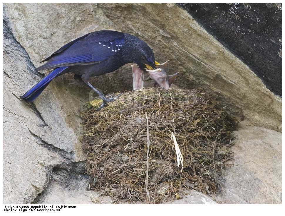 ���, �����������, ���������� �����������, ������� ����, ����������� ����, �����, ��������, ��������, �����, �����, ��������, �����������, XYZ, (���������, Turdidae, ������������, Muscicapidae, ����� �����, Myophonus caeruleus