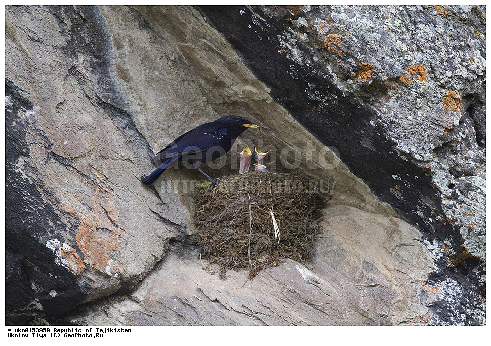 ���, �����������, ���������� �����������, ������� ����, ����������� ����, �����, ��������, ��������, �����, �����, ��������, �����������, XYZ, (���������, Turdidae, ������������, Muscicapidae, ����� �����, Myophonus caeruleus