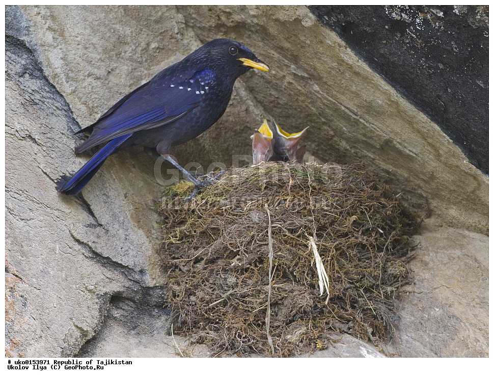 ���, �����������, ���������� �����������, ������� ����, ����������� ����, �����, ��������, ��������, �����, �����, ��������, �����������, XYZ, (���������, Turdidae, ������������, Muscicapidae, ����� �����, Myophonus caeruleus