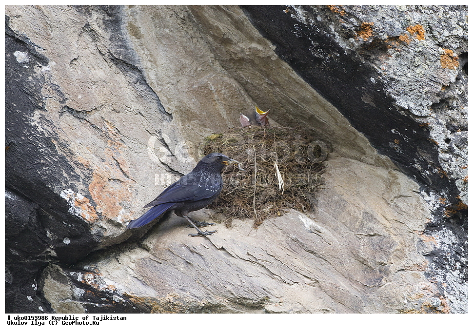 ���, �����������, ���������� �����������, ������� ����, ����������� ����, �����, ��������, ��������, �����, �����, ��������, �����������, XYZ, (���������, Turdidae, ������������, Muscicapidae, ����� �����, Myophonus caeruleus