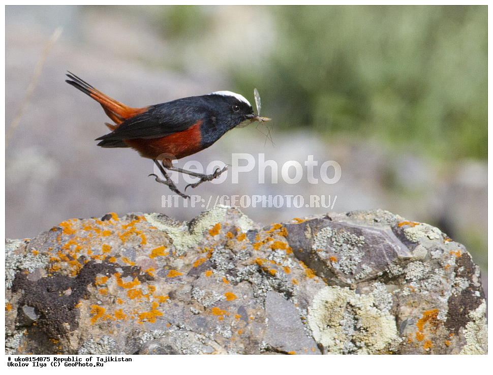 �����, �����������, ���������� �����������, ������� ����, ����������� ����, �����, ��������, ��������, �����, �����, ��������, �����������, XYZ, ������������, Muscicapidae, ������� �����������, Chaimarrornis leucocephalus, ���