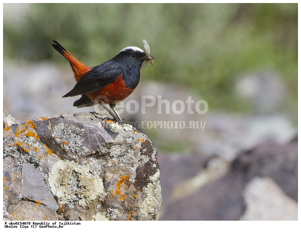 �����, �����������, ���������� �����������, ������� ����, ����������� ����, �����, ��������, ��������, �����, �����, ��������, �����������, XYZ, ������������, Muscicapidae, ������� �����������, Chaimarrornis leucocephalus, ���