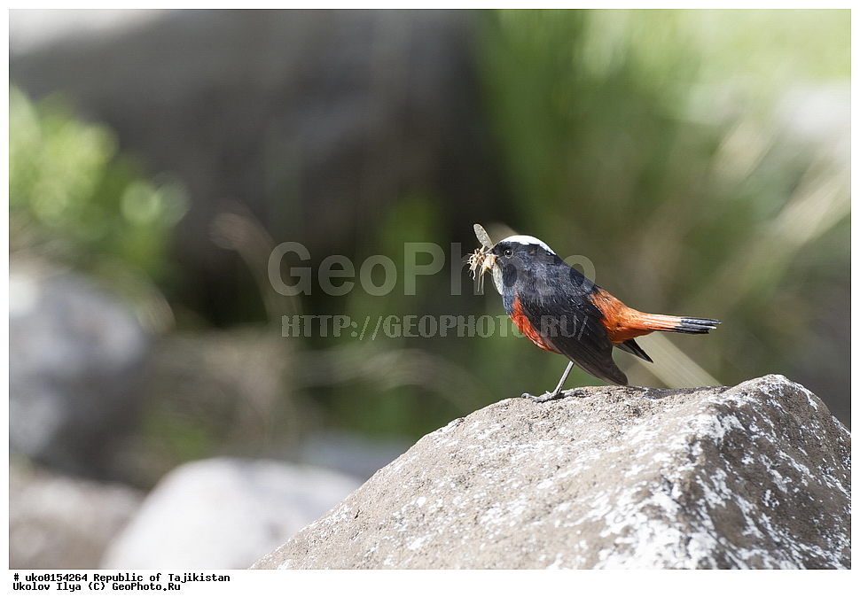 �����, �����������, ���������� �����������, ������� ����, ����������� ����, �����, ��������, ��������, �����, �����, ��������, �����������, XYZ, ������������, Muscicapidae, ������� �����������, Chaimarrornis leucocephalus, ���