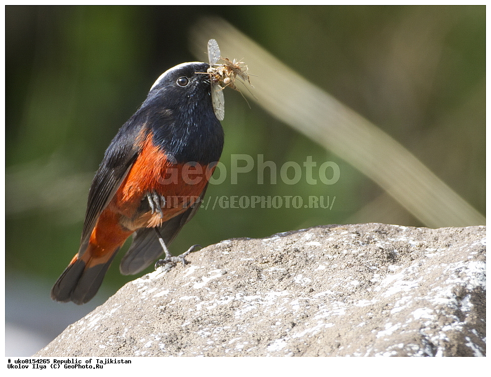 �����, �����������, ���������� �����������, ������� ����, ����������� ����, �����, ��������, ��������, �����, �����, ��������, �����������, XYZ, ������������, Muscicapidae, ������� �����������, Chaimarrornis leucocephalus, ���