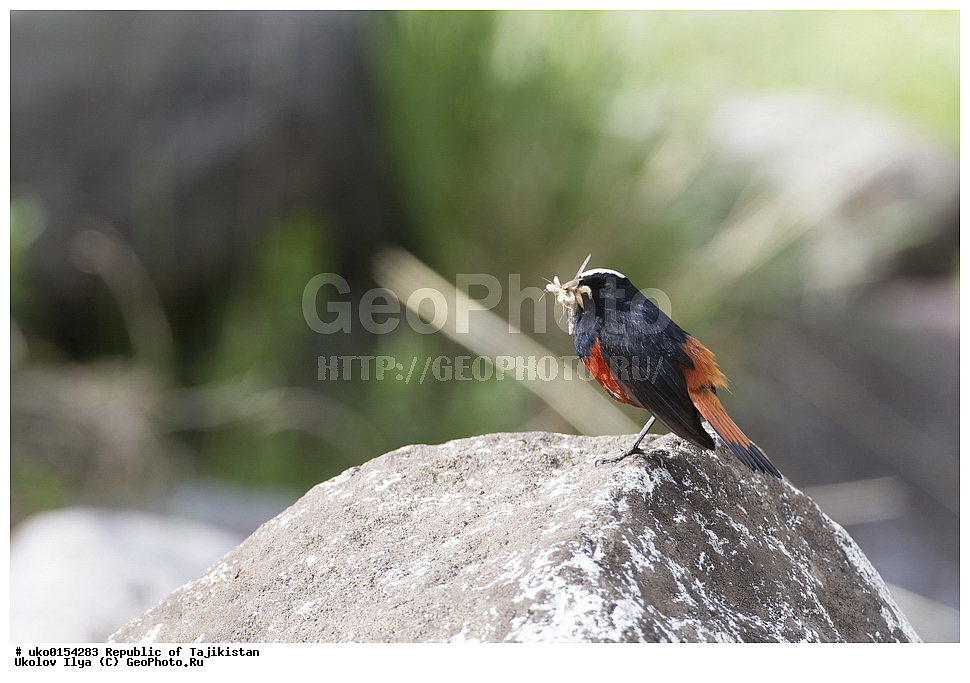 �����, �����������, ���������� �����������, ������� ����, ����������� ����, �����, ��������, ��������, �����, �����, ��������, �����������, XYZ, ������������, Muscicapidae, ������� �����������, Chaimarrornis leucocephalus, ���