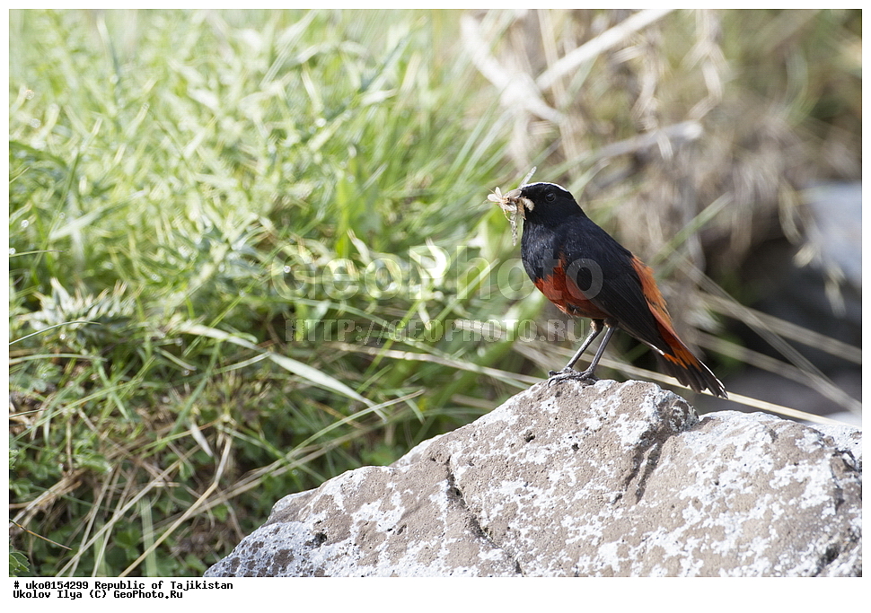 �����, �����������, ���������� �����������, ������� ����, ����������� ����, �����, ��������, ��������, �����, �����, ��������, �����������, XYZ, ������������, Muscicapidae, ������� �����������, Chaimarrornis leucocephalus, ���