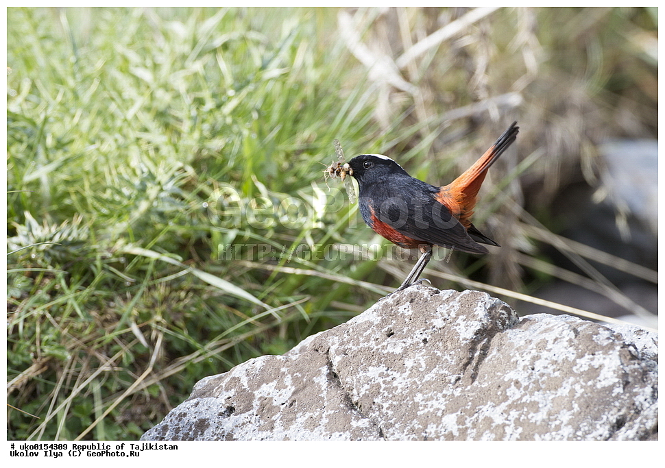 �����, �����������, ���������� �����������, ������� ����, ����������� ����, �����, ��������, ��������, �����, �����, ��������, �����������, XYZ, ������������, Muscicapidae, ������� �����������, Chaimarrornis leucocephalus, ���