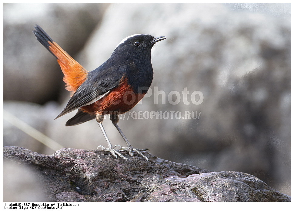 �����, �����������, ���������� �����������, ������� ����, ����������� ����, �����, ��������, ��������, �����, �����, ��������, �����������, XYZ, ������������, Muscicapidae, ������� �����������, Chaimarrornis leucocephalus, ���