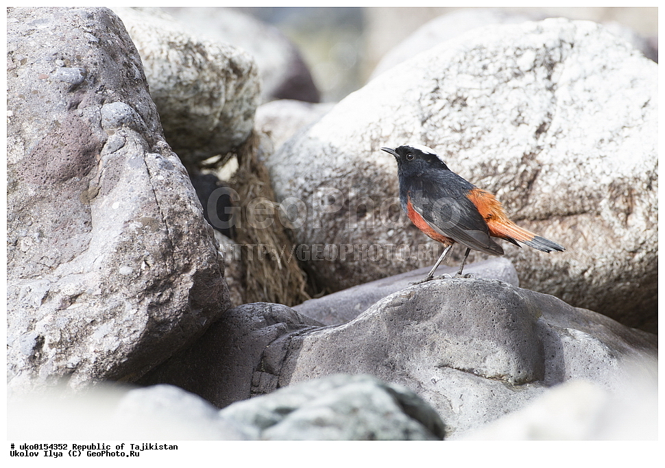 �����, �����������, ���������� �����������, ������� ����, ����������� ����, �����, ��������, ��������, �����, �����, ��������, �����������, XYZ, ������������, Muscicapidae, ������� �����������, Chaimarrornis leucocephalus, ���