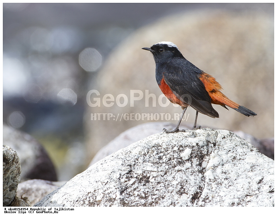 �����, �����������, ���������� �����������, ������� ����, ����������� ����, �����, ��������, ��������, �����, �����, ��������, �����������, XYZ, ������������, Muscicapidae, ������� �����������, Chaimarrornis leucocephalus, ���