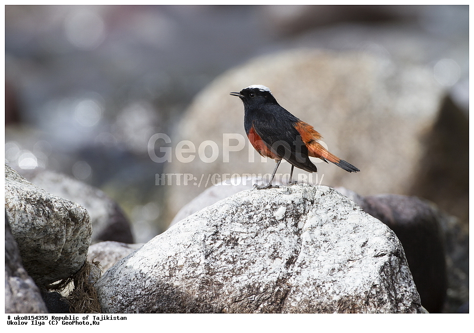 �����, �����������, ���������� �����������, ������� ����, ����������� ����, �����, ��������, ��������, �����, �����, ��������, �����������, XYZ, ������������, Muscicapidae, ������� �����������, Chaimarrornis leucocephalus, ���