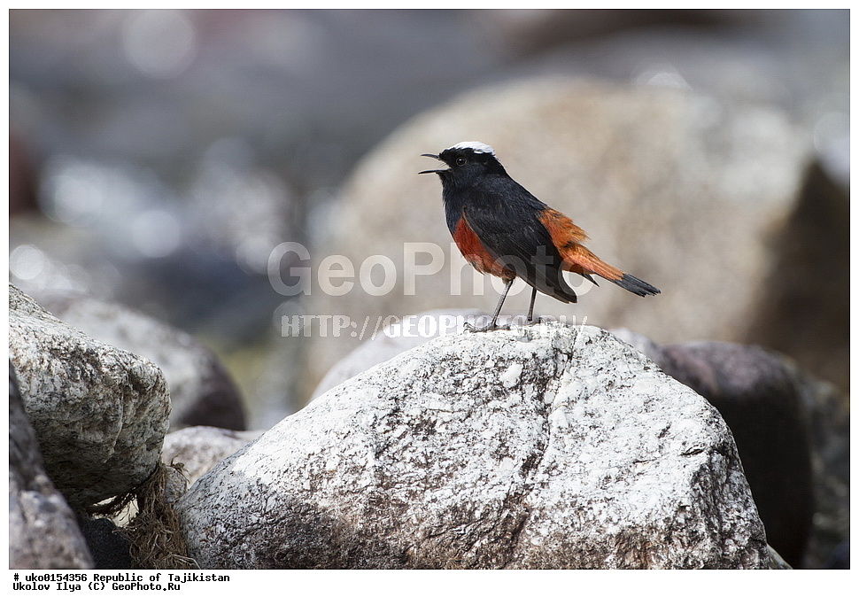 �����, �����������, ���������� �����������, ������� ����, ����������� ����, �����, ��������, ��������, �����, �����, ��������, �����������, XYZ, ������������, Muscicapidae, ������� �����������, Chaimarrornis leucocephalus, ���