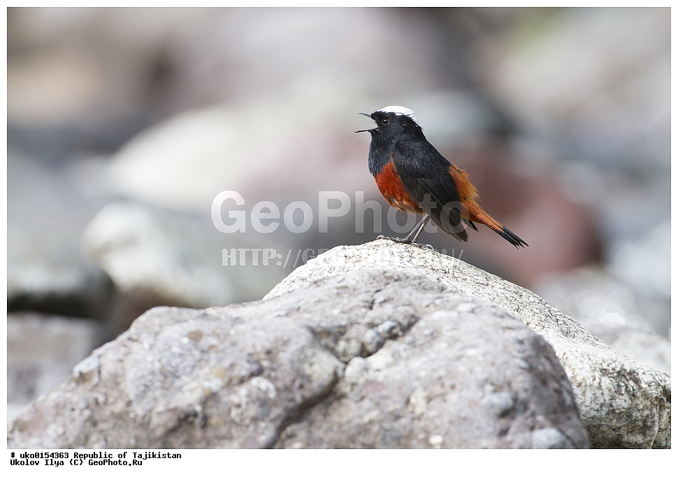 �����, �����������, ���������� �����������, ������� ����, ����������� ����, �����, ��������, ��������, �����, �����, ��������, �����������, XYZ, ������������, Muscicapidae, ������� �����������, Chaimarrornis leucocephalus, ���