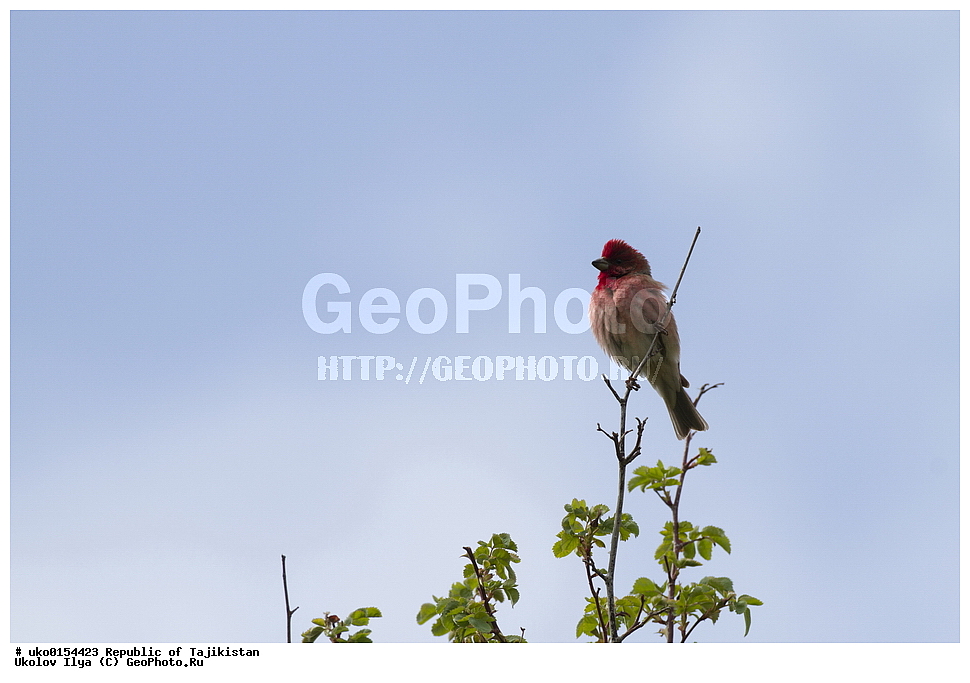 ���, �����������, ���������� �����������, ������� ����, ����������� ����, �����, ��������, ��������, �����, �����, ��������, �����������, XYZ, ���������, Fringillidae, ������������ ��������, ��������, Carpodacus erythrinus, Erythrina erythrina