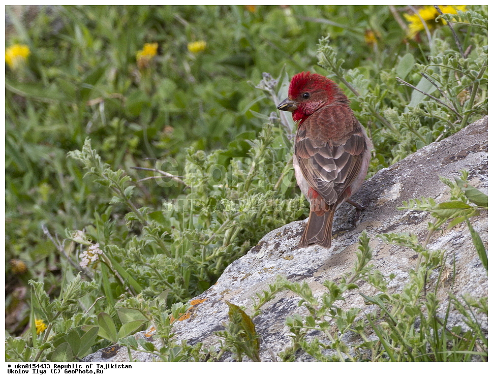 ���, �����������, ���������� �����������, ������� ����, ����������� ����, �����, ��������, ��������, �����, �����, ��������, �����������, XYZ, ���������, Fringillidae, ������������ ��������, ��������, Carpodacus erythrinus, Erythrina erythrina