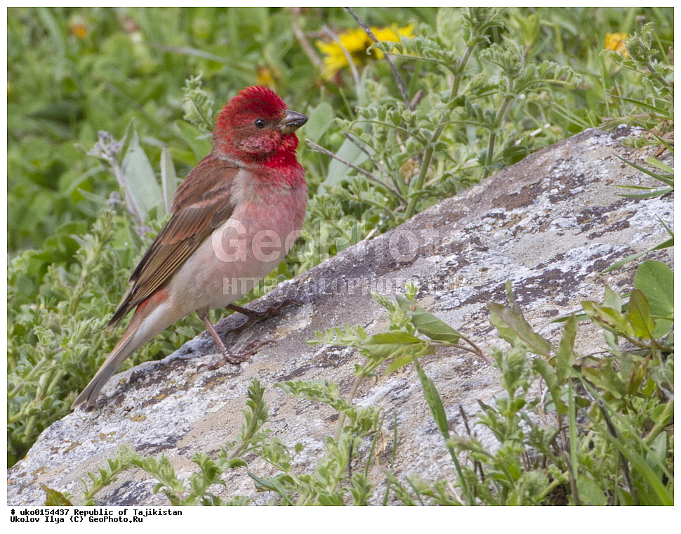 ���, �����������, ���������� �����������, ������� ����, ����������� ����, �����, ��������, ��������, �����, �����, ��������, �����������, XYZ, ���������, Fringillidae, ������������ ��������, ��������, Carpodacus erythrinus, Erythrina erythrina